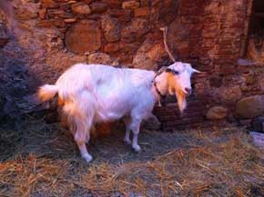 Presepe 2010