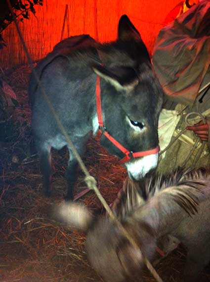 Presepe 2010