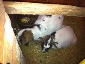Presepe 2010